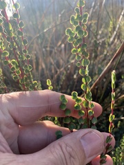 Cliffortia phyllanthoides