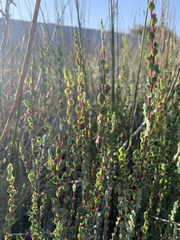 Cliffortia phyllanthoides