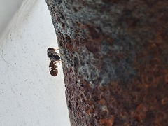 Aciura coryli