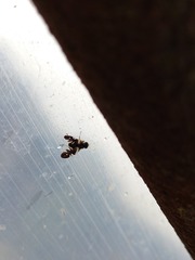 Aciura coryli
