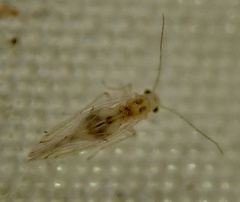 Psocidae