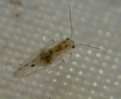 Psocidae