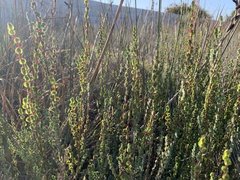 Cliffortia phyllanthoides