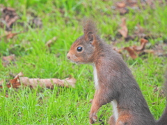 Sciurus vulgaris