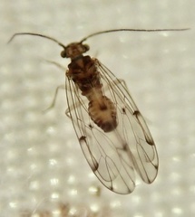 Ectopsocus