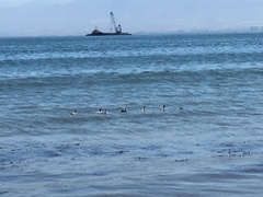 Podiceps occipitalis