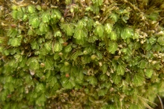 Hymenophyllum minimum