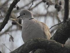 Streptopelia decaocto