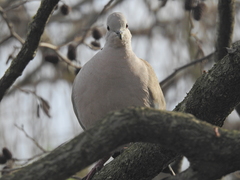 Streptopelia decaocto