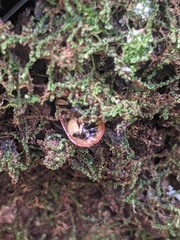 Alagoasa nigromaculata