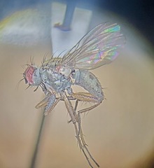 Coenosia bonita