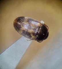 Mycetophagidae