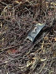 Sympterygia brevicaudata