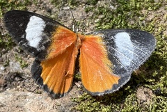 Phaegorista