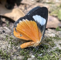 Phaegorista
