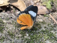 Phaegorista