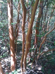 Luma apiculata