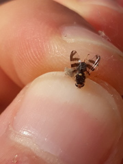 Rhagoletis cingulata