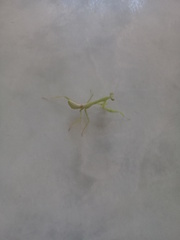 Stagmatoptera femoralis