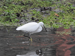 Egretta garzetta