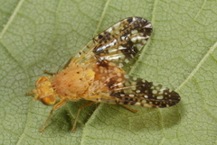 Acinia corniculata