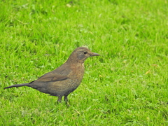 Turdus merula