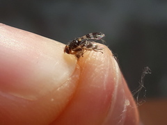 Rhagoletis cingulata