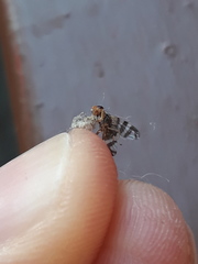 Rhagoletis cingulata