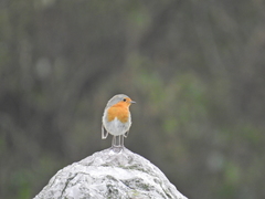 Erithacus rubecula