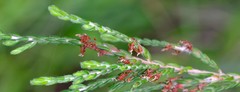 Passerina drakensbergensis