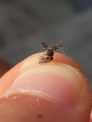 Rhagoletis cingulata