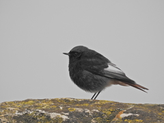 Phoenicurus ochruros