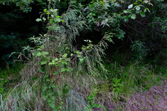 Passerina drakensbergensis