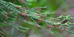Passerina drakensbergensis