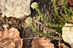 Lepidium hirtum