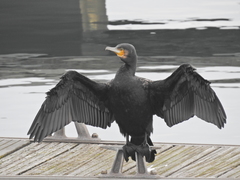 Phalacrocorax carbo