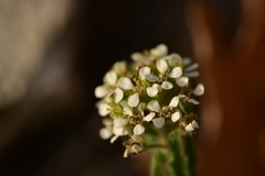 Lepidium hirtum