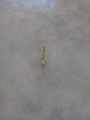 Stagmatoptera femoralis