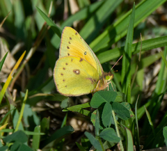 Colias lesbia