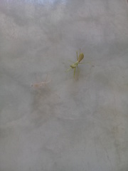 Stagmatoptera femoralis