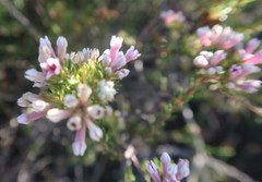 Phylica lachneaeoides