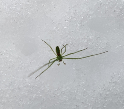 Green Long-jawed Orbweaver photo 5