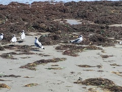 Leucophaeus pipixcan