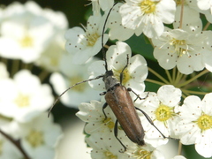 Trachysida mutabilis