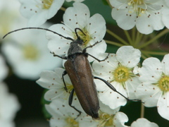 Trachysida mutabilis