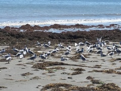 Leucophaeus pipixcan