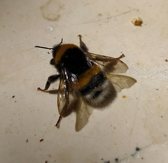Bombus