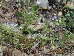 Vicia ervilia