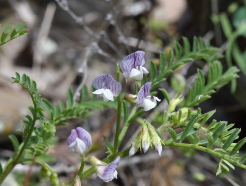 Ervil (Vicia ervilia)