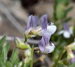 Vicia ervilia